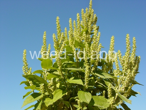 marshelder, annual